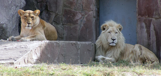 Мужчина бросил камень в вольер со львом в Алматы