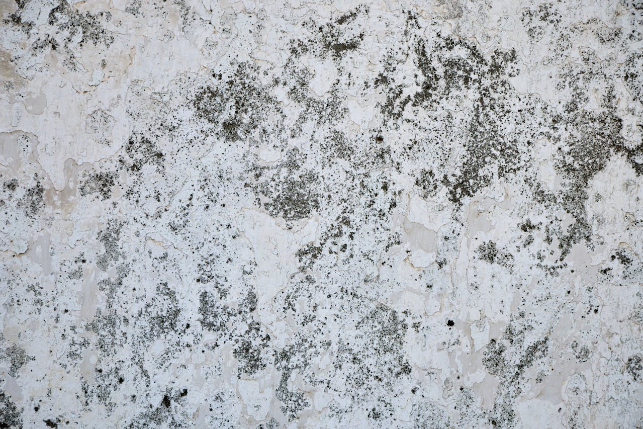 Очередники получили жилье с плесенью в Павлодаре