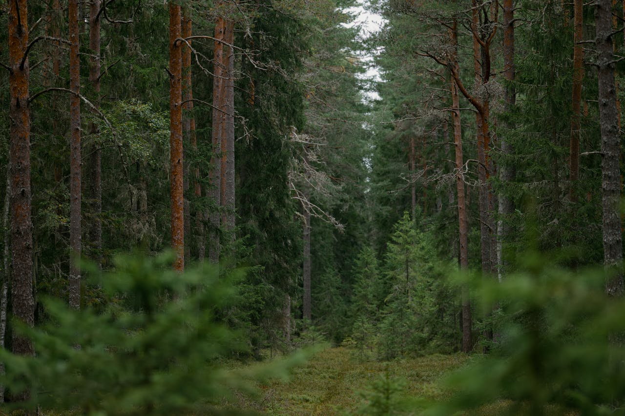 Восстановление леса в Костанайской области продолжается спустя годы после пожара
