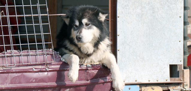Токаев поручил ужесточить наказание за жестокое обращение с животными