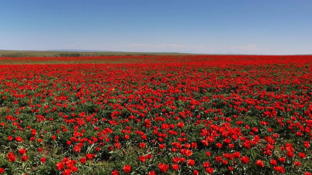 Жамбылской области передали 40 тысяч луковиц тюльпанов от Королевства Нидерландов