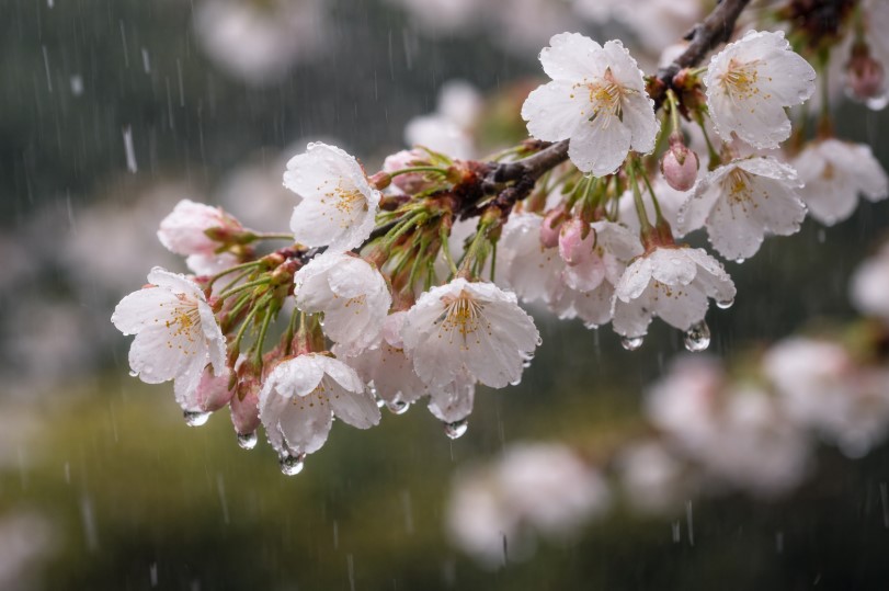 Дожди с грозами пройдут на большей части Казахстана 6 апреля – синоптики