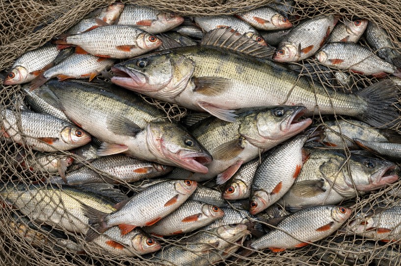 Браконьера поймали на Балхаше