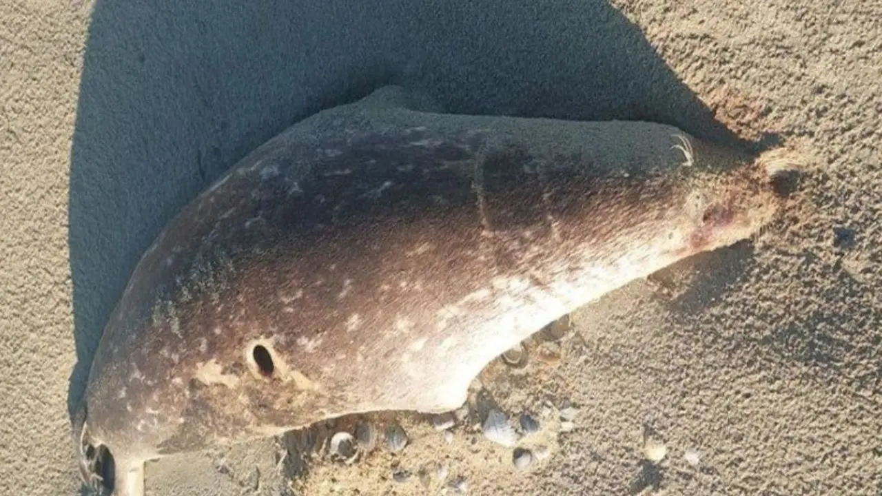 На побережье Каспия в Мангистау обнаружили около 100 мёртвых тюленей