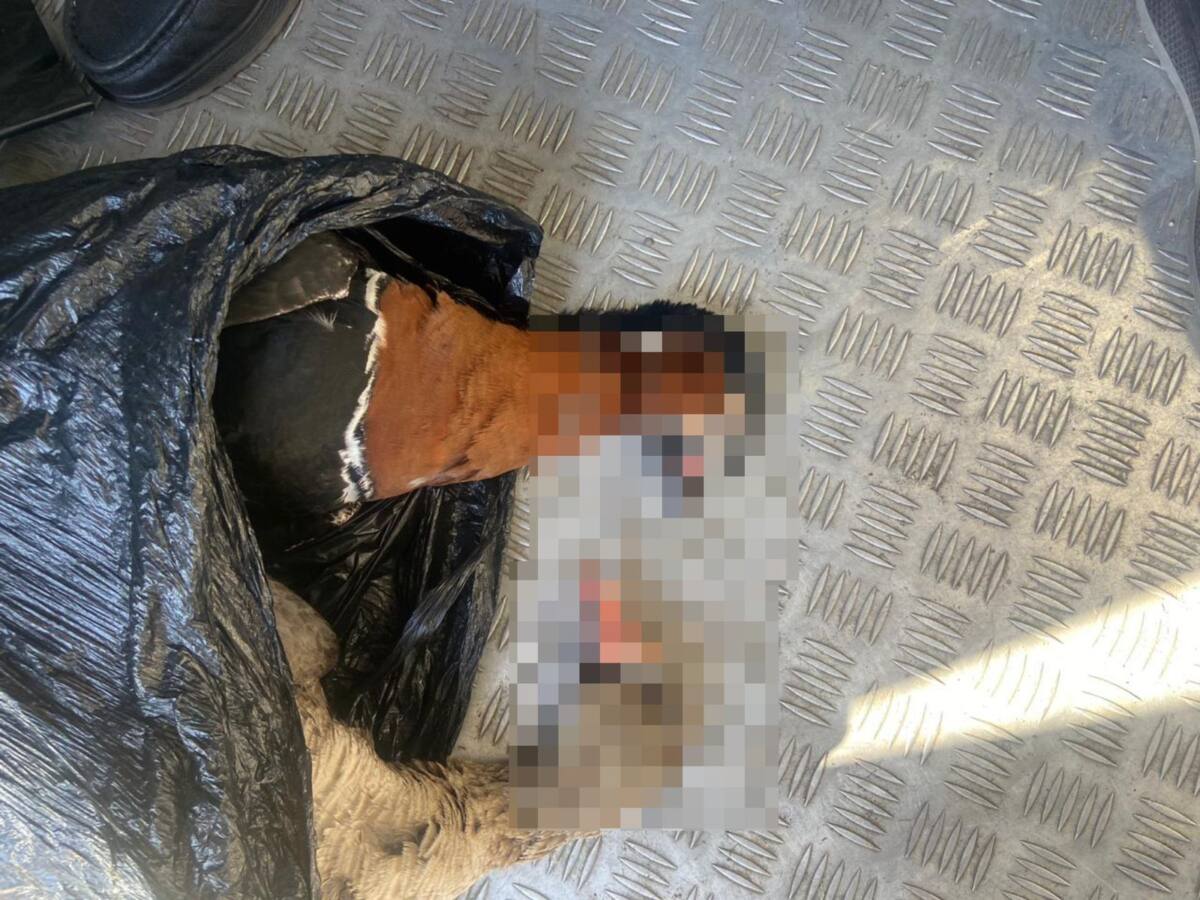 В Акмолинской области пресекли незаконный оборот краснокнижных птиц