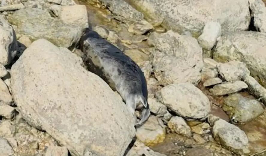 Экологи проверили воду Каспия после обнаружения мертвых тюленей