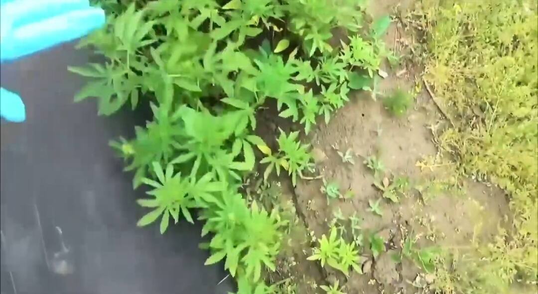 В Павлодаре пресекли факт незаконного культивирования наркосодержащих растений