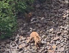 Медведицу с медвежонком сняли на видео в нацпарке «Көлсай көлдері»