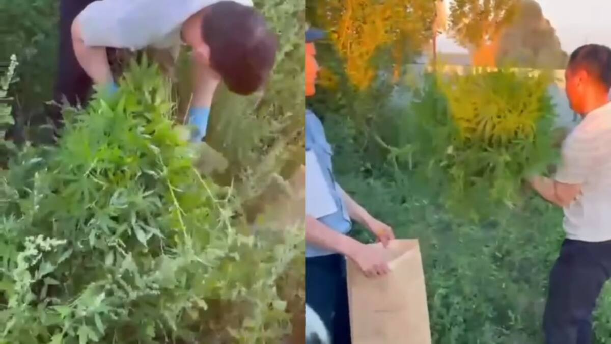 В Актюбинской области пресекли незаконное культивирование конопли