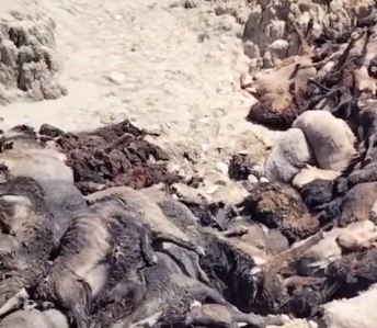 В Атырауской области из-за сильных дождей погибло более 1 200 овец