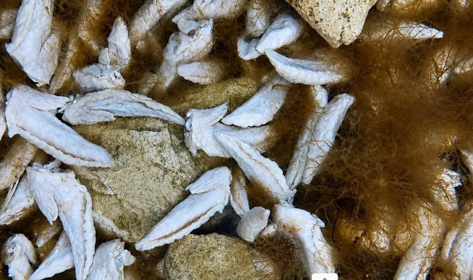 На побережье Каспия в Актау обнаружили свалку куриных отходов