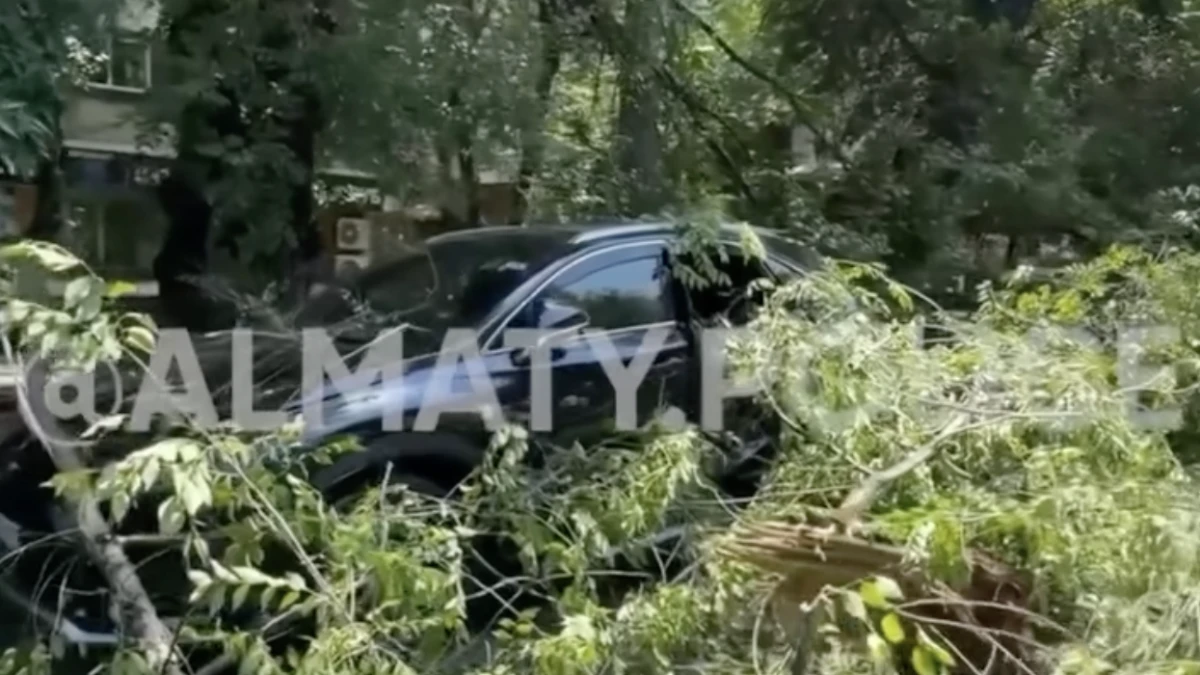 В Алматы массивное дерево рухнуло на автомобиль Lexus