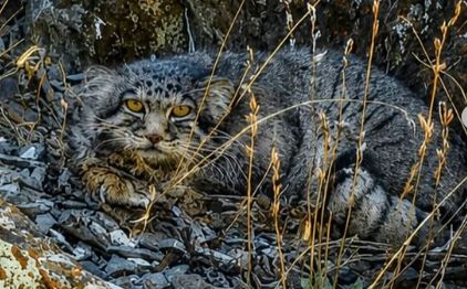 Манула из Красной книги удалось запечатлеть в Чарынском нацпарке