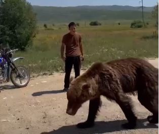 В Восточном Казахстане заметили медведя на автодороге