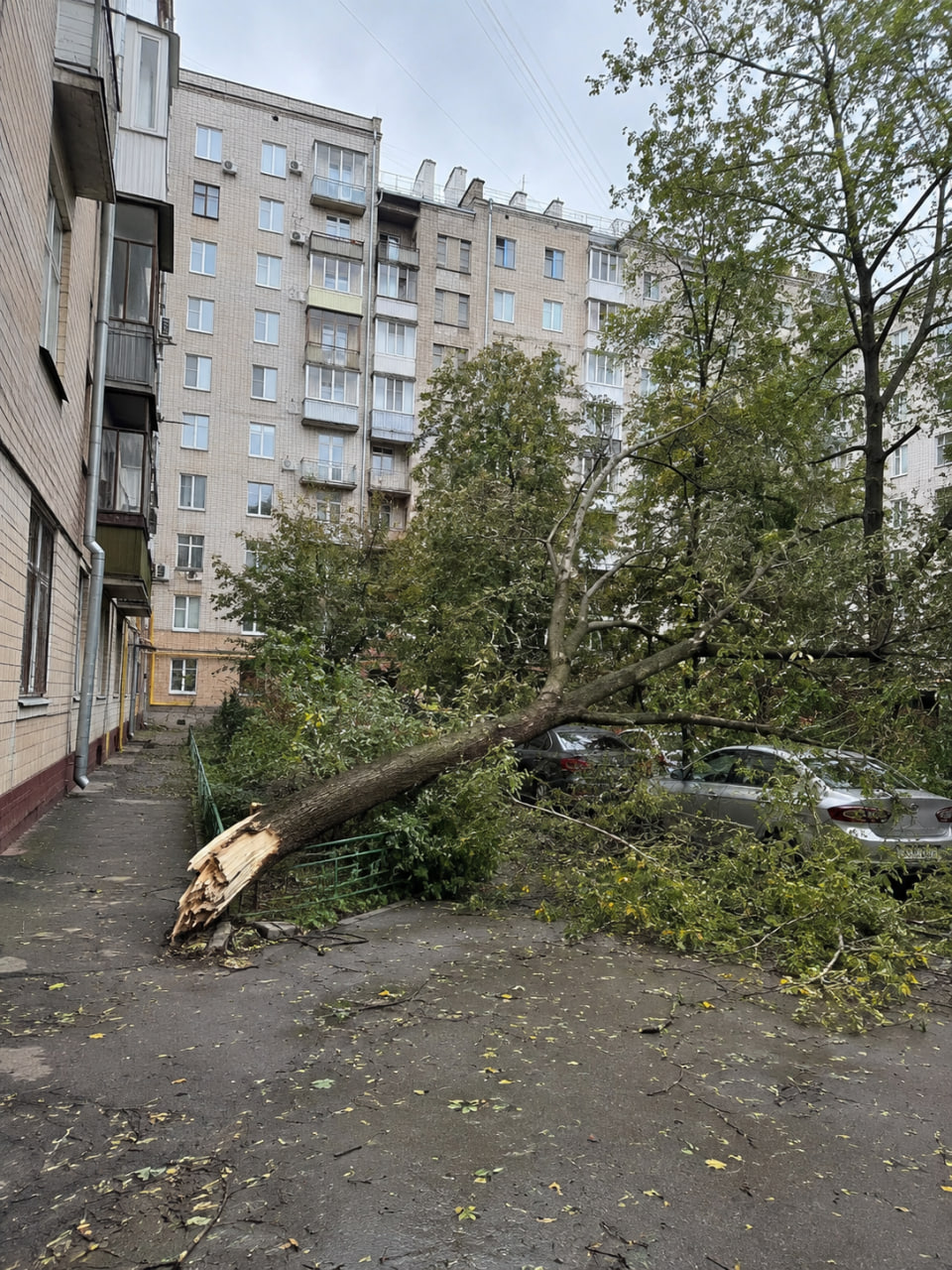 В Караганде ребенок погиб после падения дерева