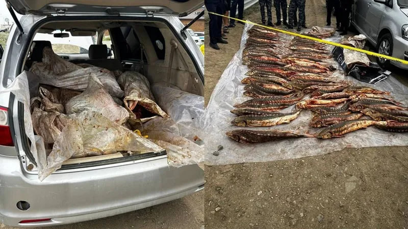 В Атырау задержали двоих мужчин с 277 кг осетра