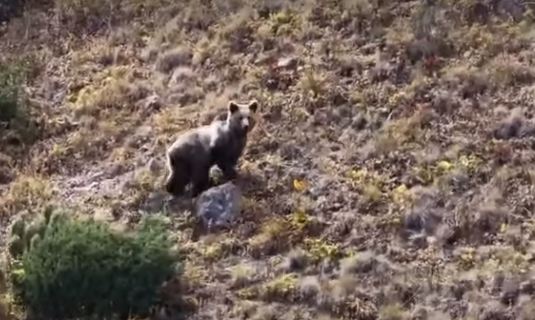 Бурый медведь попал на видео в нацпарке «Көлсай көлдері»