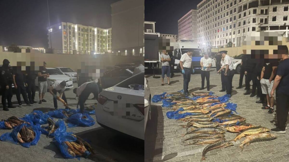 В Мангистауской области полицейские изъяли более 200 килограмм осетра