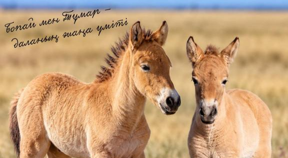 Как назвали лошадей Пржевальского, родившихся в Казахстане