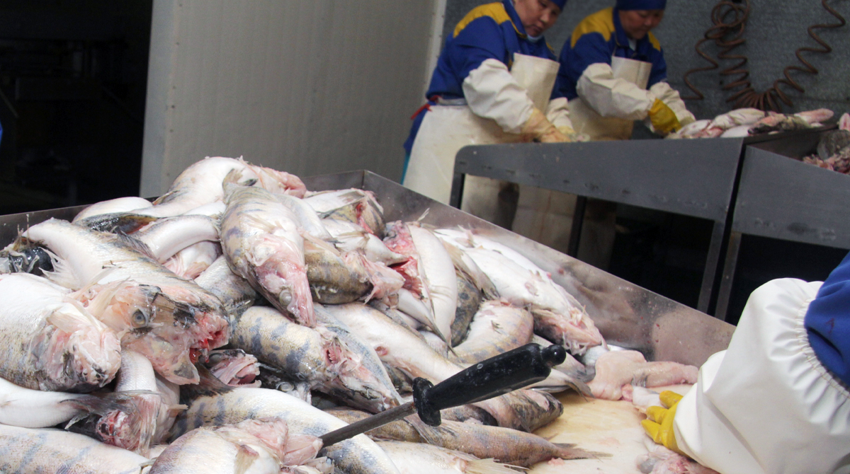 Отечественные рыбные продукты все больше уходят на экспорт. Казахстанцы рискуют остаться без собственной рыбы?