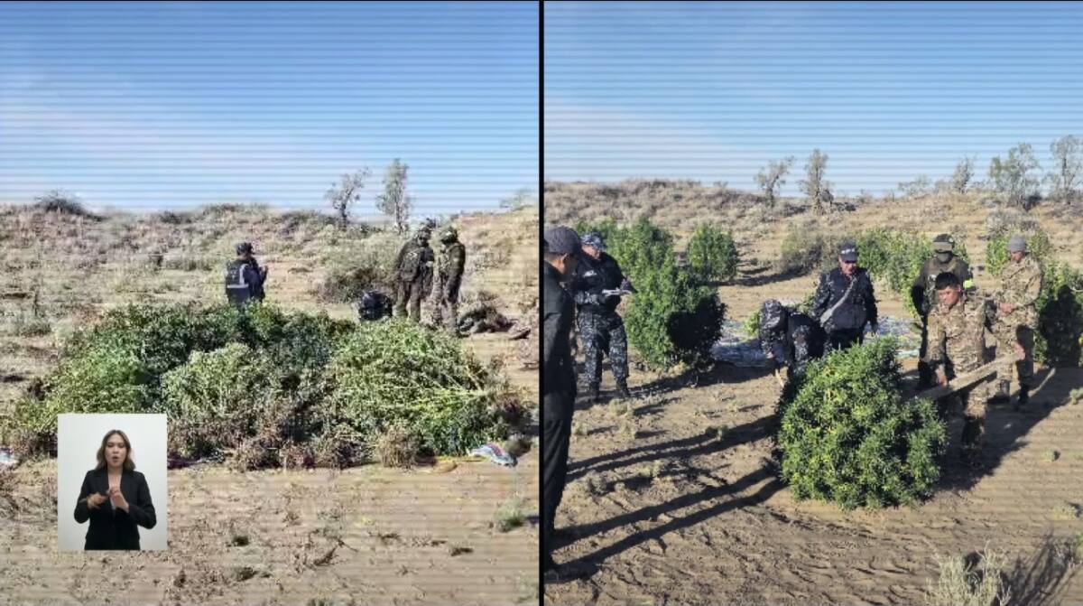 Крупную наркоплантацию ликвидировали в Жамбылской области