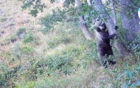 В области Абай в фотоловушку попали медведица с медвежонком