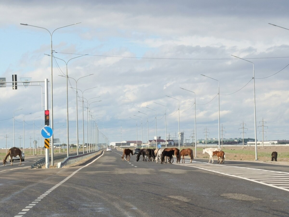 Бродячие верблюды мешают водителям в Актау