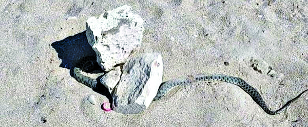 Двое мужчин закидали безобидных водянок камнями