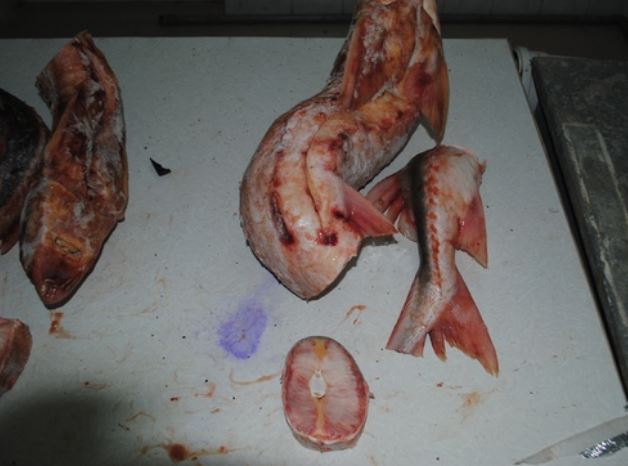 Мужчина пытался вывезти осетрину из Атырау в Москву