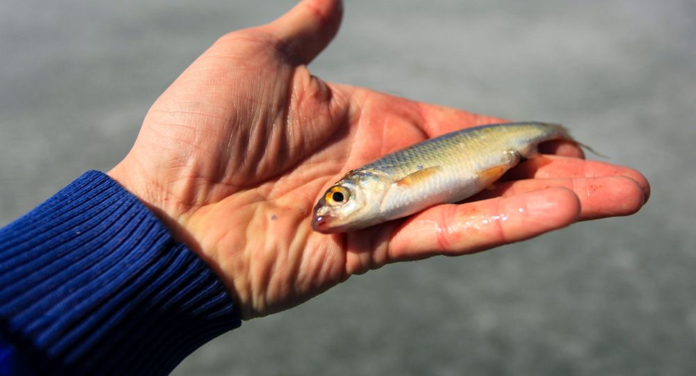 Рыбы, как и люди, заводят себе домашних животных - исследование