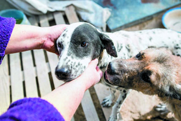 Паспорта есть на тех животных, которые долгое время живут в приюте. Фото предоставлено ЦВП “Шанс”