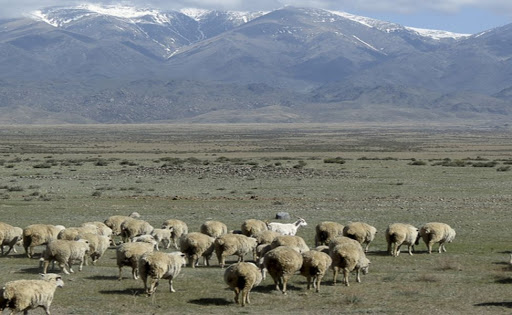 Казахстанка попросила посоветовать преподавателя казахского, а её послали в аул