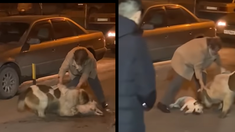 Напавшего на астанчанку алабая проверяют на бешенство