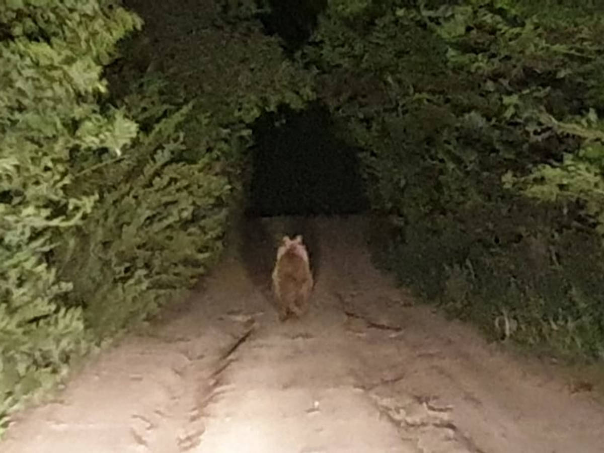 Медведь-«дебошир» попал в объектив камеры в Восточном Казахстане