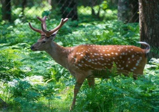 В Иле-Балхашский резерват выпустят краснокнижных оленей