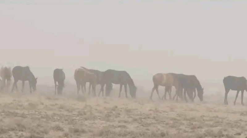 В Кызылординской области объявлен режим ЧС