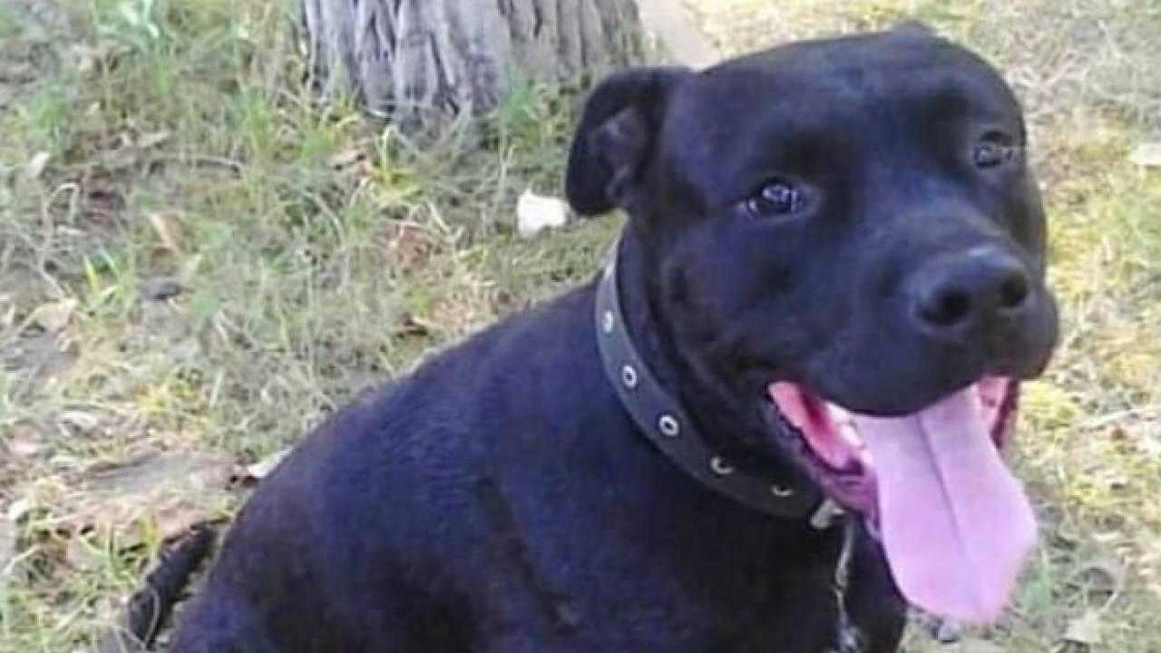 В ВКО убили привязанного к дереву питбуля 