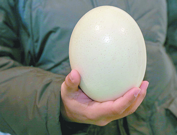 Одно страусиное яйцо может весить до 1,5 кг, им можно накормить пару десятков человек