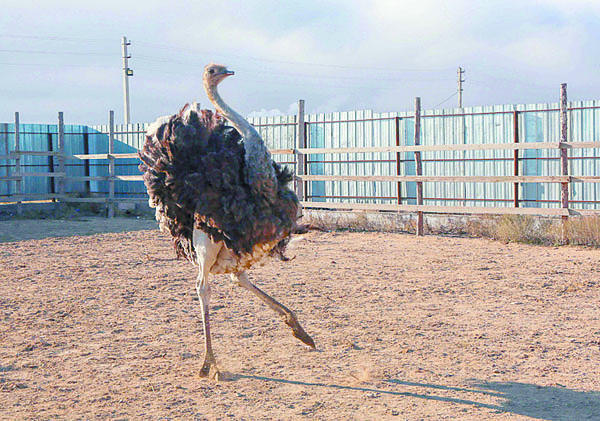 Есть сложности только зимой, во время гололеда – страусы не могут ходить по скользкому льду
