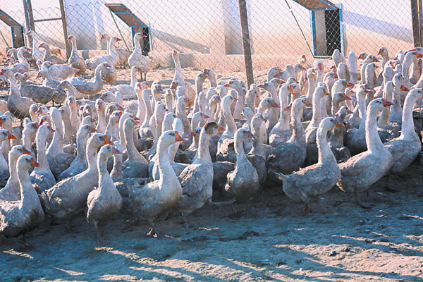 На ферме живут также около 8 тысяч кур, перепелов, цесарок, индюков, гусей и уток