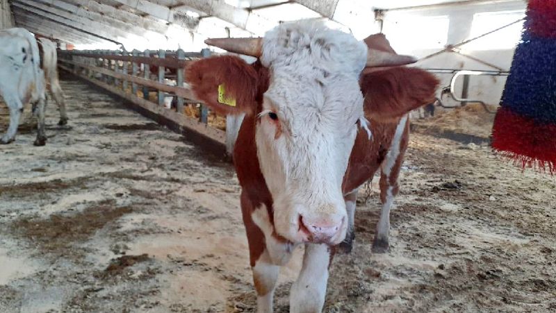 В Туркестанской области опровергли информацию о распространении сибирской язвы