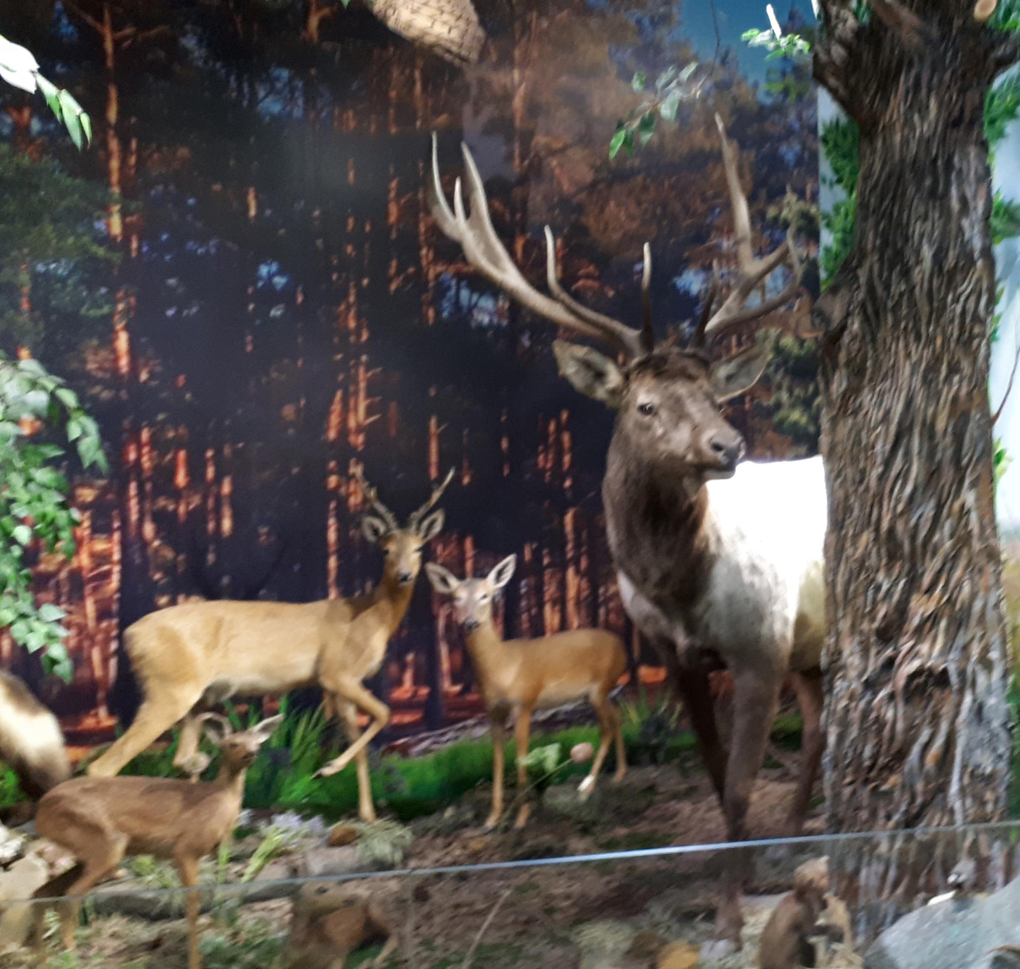 Инсталляция на тему животного мира Казахстана