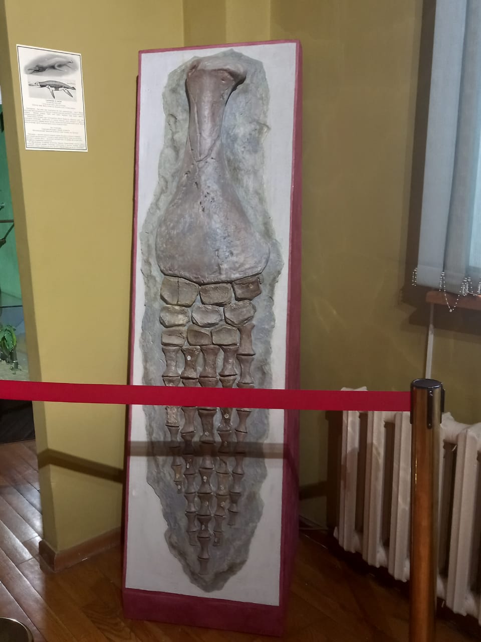 Ласт плезиозавра