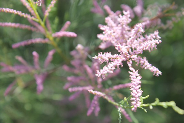 Гребенщик, или чингил