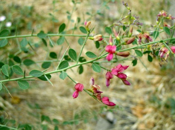 Цветет жантак