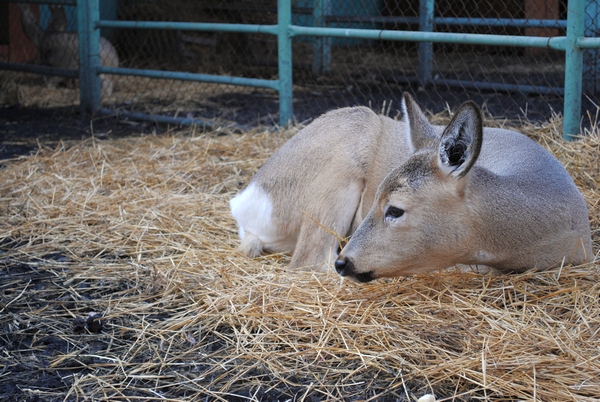 Молодая косуля приехала в биоцентр из подъезда жилого дома. Фото Аллы БЕЛЯКИНОЙ