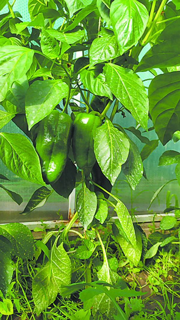 Ранний урожай в теплицах села Павлодарского ценится павлодарцами