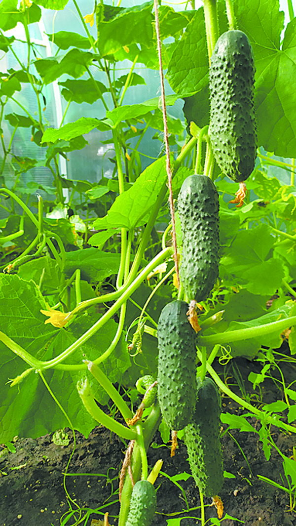 Огурец-бренд