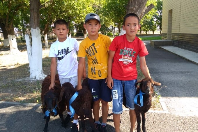 Три мальчика в Туркестанской области получили по ягненку за прочтение книги 