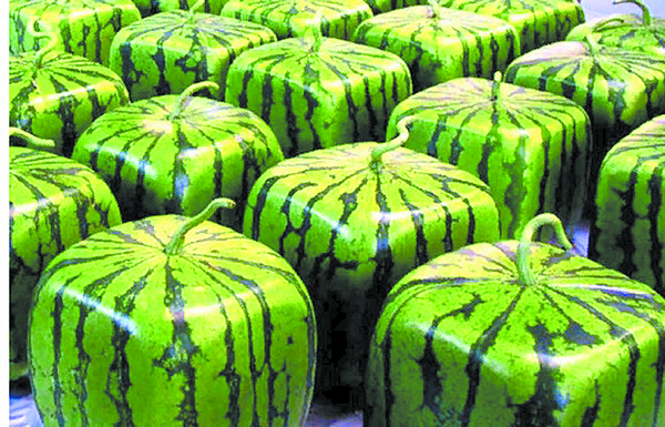За миллион тенге можно открыть ферму по выращиванию квадратных арбузов. Фото ferma.expert